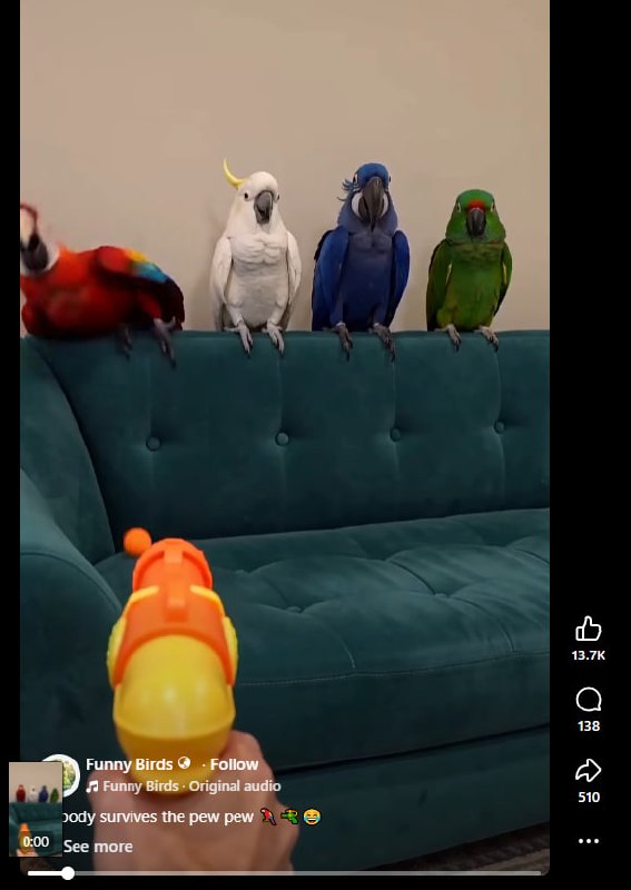 Cara Bikin Video Burung AI Viral di TikTok dengan Seedance